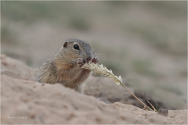 <p>SYSEL OBECNÝ (Spermophilus citellus) --- /European ground squirrel - Europäisches Ziesel/</p>